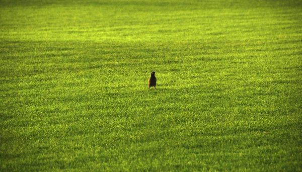 緑の芝生の上の鳥 — ストック写真