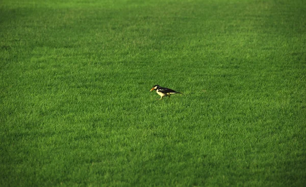 Ptak na zielony trawnik — Zdjęcie stockowe