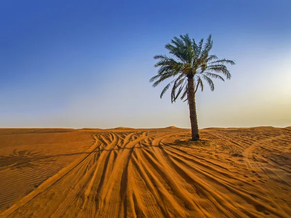 Sand dune krajobraz z samotny palm w arabskiej pustyni i śladowe ilości samochodów — Zdjęcie stockowe