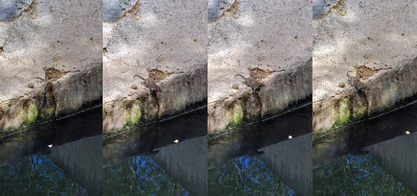 Sekvence Snímků Potkan Potkan Společný Společný Potkan Rattus Norvegicus Jen — Stock fotografie