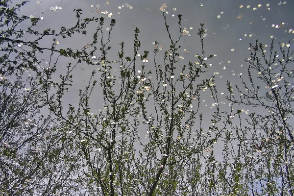 Su yüzeyi dalgalanmalar ve ağaç dalları taşkın, yansımaları ile — Stok fotoğraf