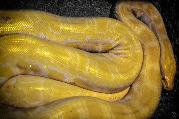 Бирманский питон Python molurus bivittatus, желтый питон — стоковое фото