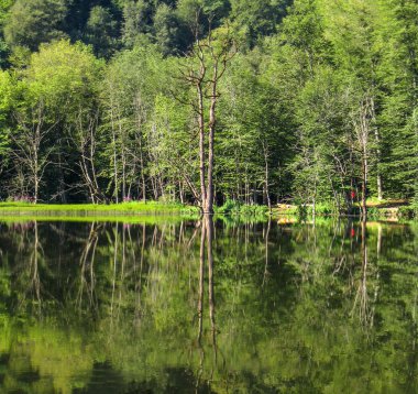 Ağaçlar hala göl, Tanrım, Ermenistan yansıyan