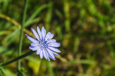 Mavi çiçek hindiba (Cichorium intybus) yeşil arka plan bulanık