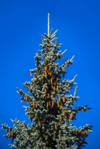 Echinate fir tree brunche z węzeł szyszek na tle błękitnego nieba — Zdjęcie stockowe