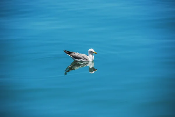 Gaviota en el lago Sevan en Armenia — Foto de Stock