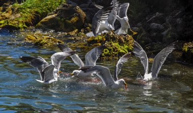 Seagulls fighting for prey on lake Sevan in Armenia clipart