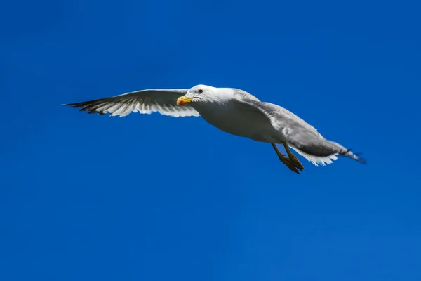 Gaivota voa no céu azul no lago Sevan na Armênia — Fotografia de Stock