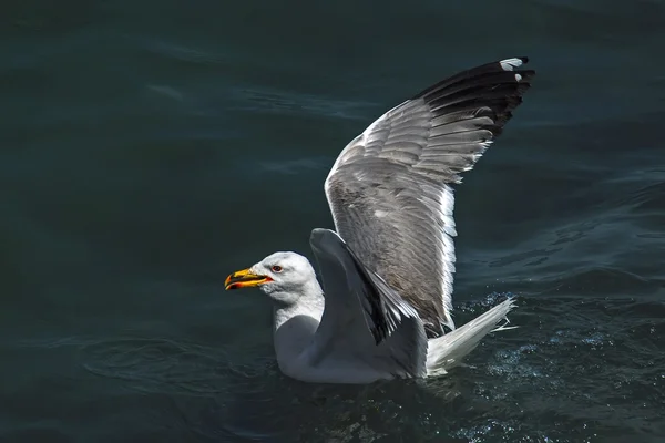 Gaivota nada no lago Sevan na Armênia — Fotografia de Stock