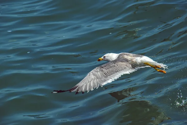 Gaivota voa sobre a superfície do lago Sevan na Armênia — Fotografia de Stock