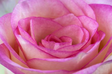 Pembe gül yakın plan