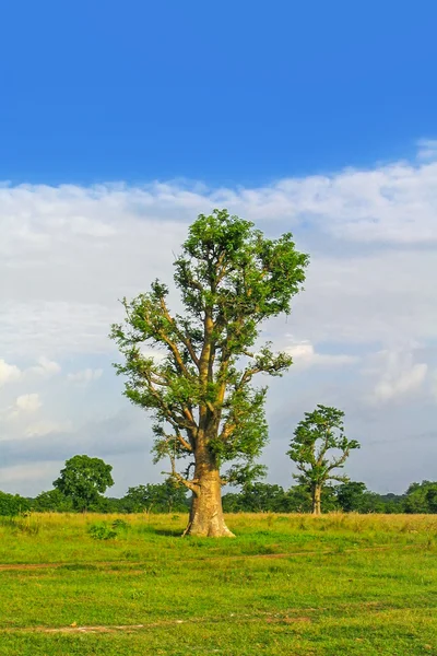 Afrikaanse landschap met Baobab boom in de buurt van Wechiau, Ghana — Stockfoto