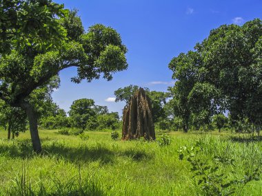 Dev termit höyükler savannah otlak içinde. Gana, Afrika