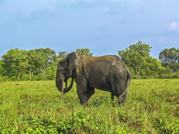 Afrikanischer Elefant, westafrikanischer Ghanamole-Nationalpark — Stockfoto