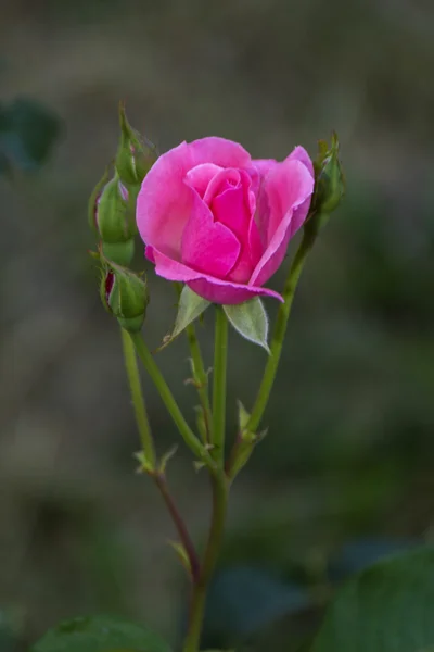 粉红色的玫瑰微距照片 — 图库照片