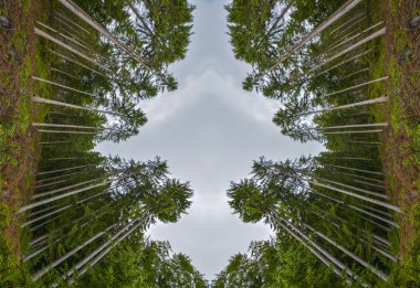 Beatenberg, İsviçre de ormandaki iğne yapraklı ağaçlardan simetrik soyut kompozisyon