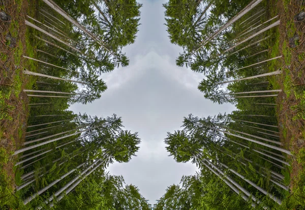 Abstrakta symmetrisk komposition från barrträd i skogen i Beatenberg, Schweiz — Stockfoto