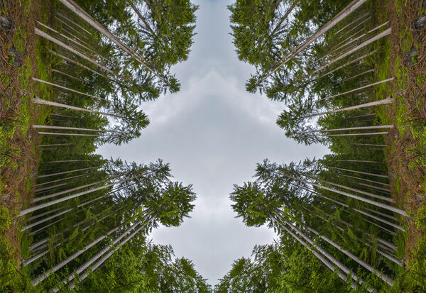 абстрактная симметричная композиция из хвойных деревьев в лесу в Беатенберге, Швейцария
