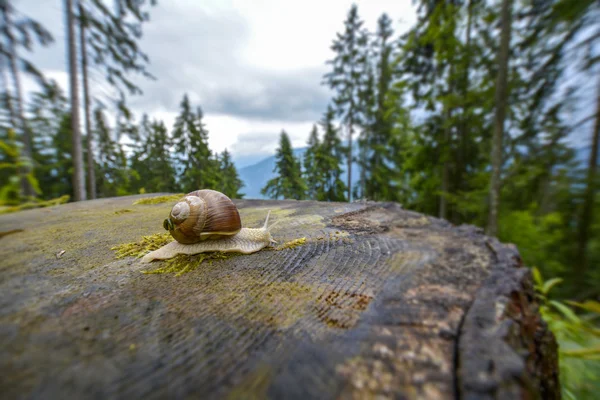 snail on the stump in the forest in Switzerland