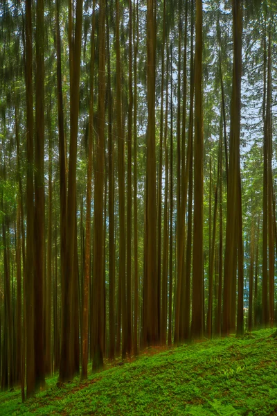 Μυστηριώδες δάσος κωνοφόρων σε Ελβετικές Άλπεις. Beatenberg, Ελβετία — Φωτογραφία Αρχείου