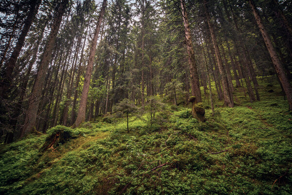 mysterious coniferous forest in Swiss Alps. Beatenberg, Switzerland