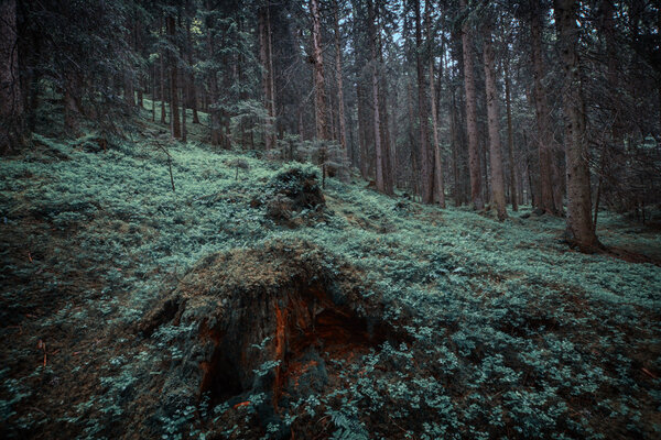 Mysterious coniferous forest in Swiss Alps. Beatenberg, Switzerland