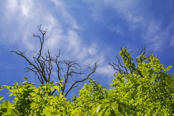 死んだ木の枝は、青い空を背景に緑の葉を見られています。概念の死と生命の復活。Lastiver、イジェヴァン状態の聖域、アルメニア — ストック写真