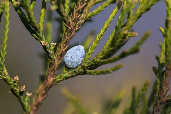 Juniper zielona gałąź z niebieski stożek z bliska na tle blured oświetlone przez słońce, ogród botaniczny, Erywań, Armenia — Zdjęcie stockowe