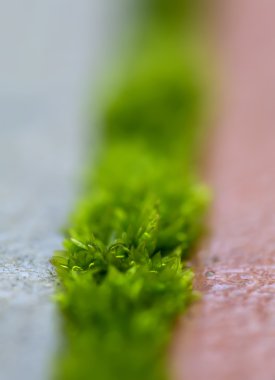 yosun yaprakları arasında bulanık arka plan üzerinde taş döşeme satırı