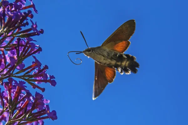 Colibrí Halcón Polilla Macroglossum Stellatarum Buddleia Flores Sobre Fondo Azul — Foto de Stock