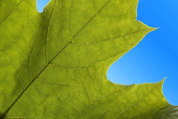 Макро Кленовий Зелений Лист Венами Фоні Блакитного Неба — стокове фото