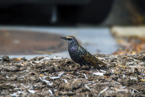 ' In bahçesinde ortak Starling — Stok fotoğraf