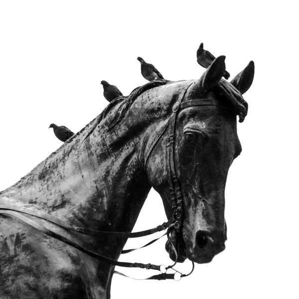 Duvor som sitter på huvudet av bronsstaty av häst. svartvitt foto — Stockfoto
