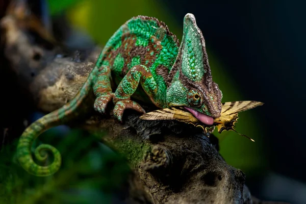 Caméléon Panthère Furcifer Pardalis Perché Sur Une Branche Chassant Papillon — Photo