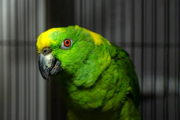 Close Portrait Green Parrot Looking Curiously Red Eye Focus Sitting — Stock Photo, Image