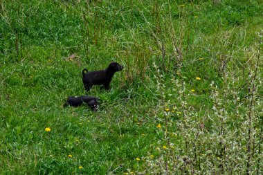 İki komik siyah köpek yavrusu yaz bahçesindeki yeşil çimlerde oynuyorlar.