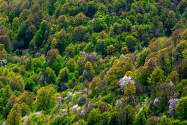 Yeşil bahar ormanlarıyla kaplı dağ yamacı ve yeşil yapraklı beyaz çiçekli yabani kiraz ağaçları.