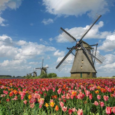 Perspective beautiful colorful spring landscape with windmills on blurred background and tulips flowers flowerbed in Netherlands, Europe. Famous tourist attraction in Kinderdijk, Holland