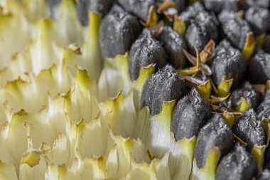 Ayçiçeği başı makrosu - boş sarı hücrelerle çapraz sınır ve olgun siyah tohumlar, seçici odak, doğal arka plan
