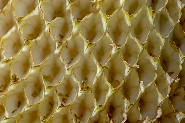 Macro Cabeça Girassol Com Células Amarelas Vazias Foco Seletivo Fundo — Fotografia de Stock