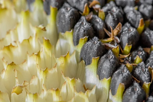 ひまわりの頭のマクロ 空の黄色の細胞と熟した黒い種子と斜めの境界線 選択的焦点 自然な背景 — ストック写真