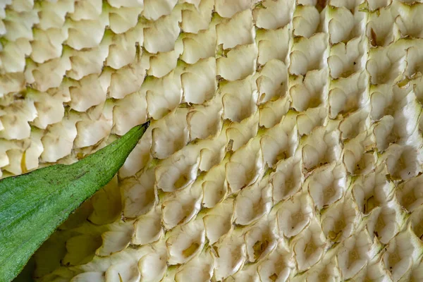 Macro Cabeça Girassol Com Células Amarelas Vazias Folha Verde Sobre — Fotografia de Stock