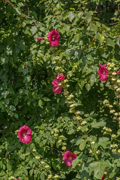 在阳光照耀的花园里的绿叶中 有着红豆杉 也被称为 莎伦玫瑰 韩玫瑰 叙利亚凯米娅 灌木木槿花 玫瑰马洛花 的自然背景 — 图库照片