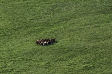 Ermenistan 'daki sıcak hava balonunda görüldüğü gibi, yeşil bir tarlada toplanmış koyun sürüsünün havadan görünüşü