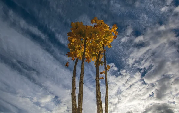 Bäume mit Herbstblättern gegen den Himmel — Stockfoto