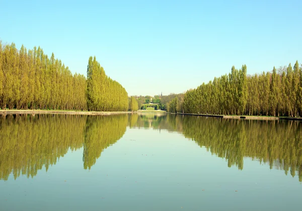 Row of poplars and their reflections in the water. — Stock Photo, Image