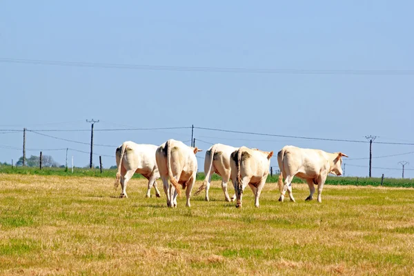 Herd of oxen, back view — Stock Photo, Image