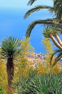 Sahil Madeira, palmiye ağaçları ve okyanus (Madeira, Portekiz arasındaki)