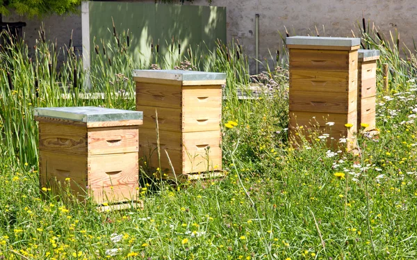 Bienenstöcke in der Stadt in einer grünen Gegend. eine neue Ressource der städtischen Imkerei. — Stockfoto