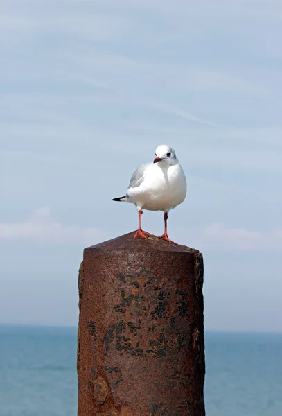 Gabbiano su un palo in metallo. Gabbiano dalla testa nera a La Rochelle (Francia) ) — Foto Stock